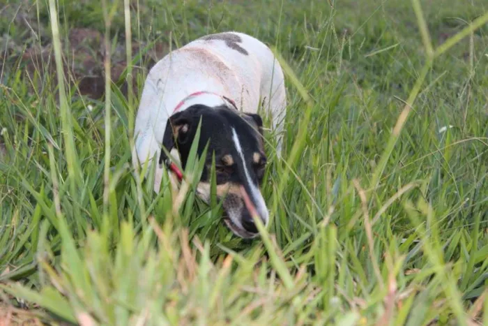 Cachorro ra a SRD idade 2 anos nome Pedro e Dóris