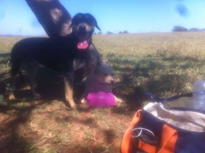 Cachorro ra a SRD idade 2 anos nome Pedro e Dóris