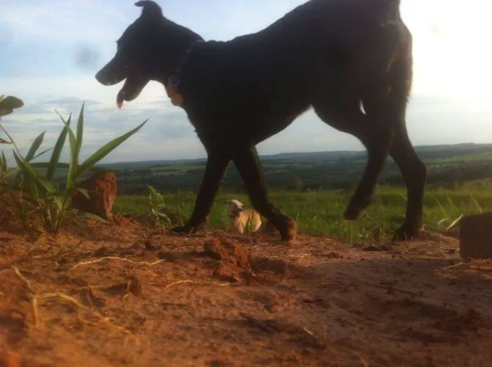 Cachorro ra a SRD idade 5 anos nome Antônio