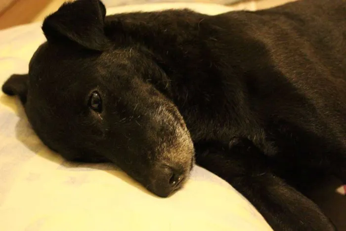 Cachorro ra a SRD idade 5 anos nome Antônio