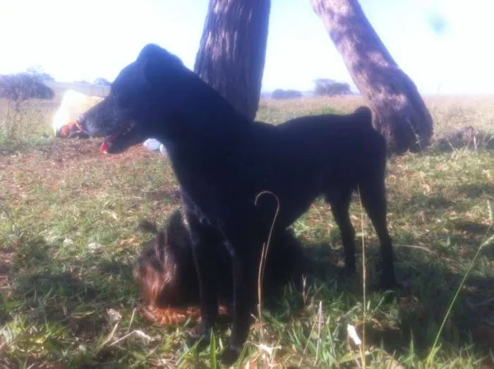 Cachorro ra a SRD idade 5 anos nome Antônio