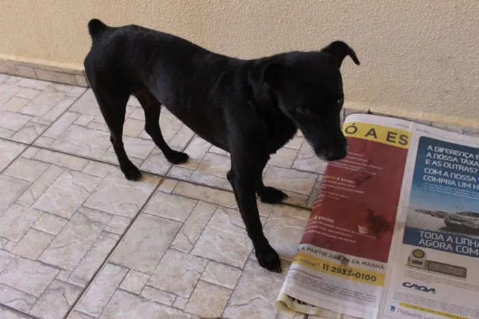 Cachorro ra a SRD idade 5 anos nome Antônio