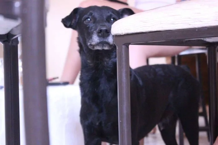 Cachorro ra a SRD idade 5 anos nome Antônio