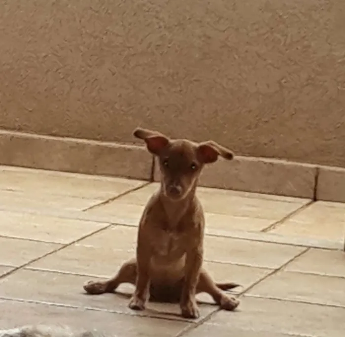 Cachorro ra a SRD idade 2 a 6 meses nome Amarula  GRATIFICA