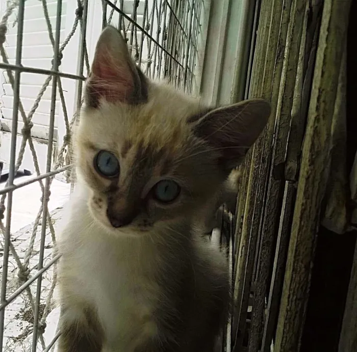 Gato ra a srd idade 2 a 6 meses nome Frapuccino