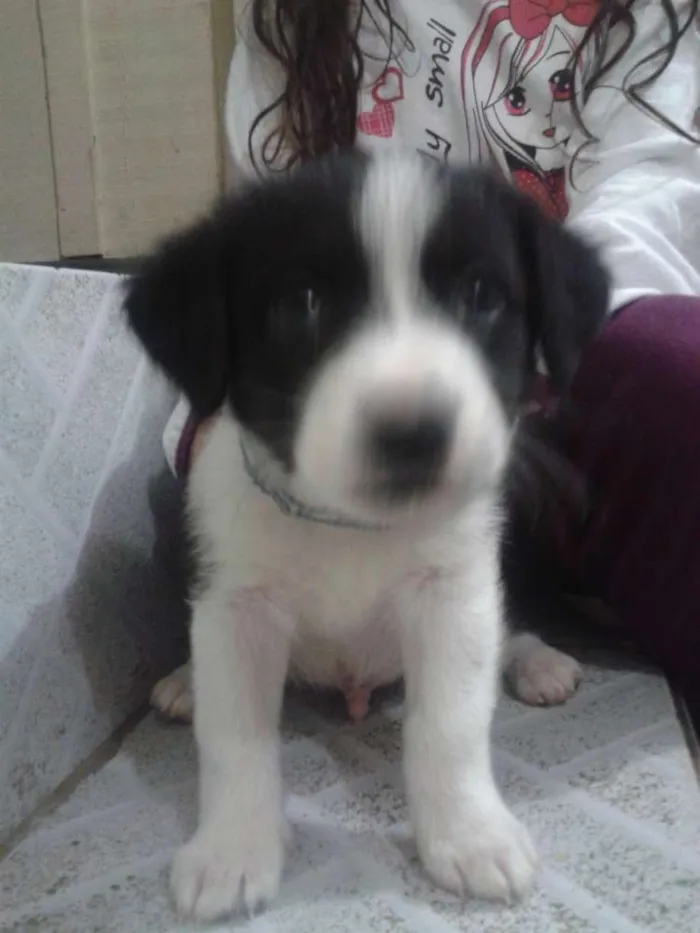 Cachorro ra a Indefinida idade 2 a 6 meses nome Panda