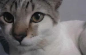 Gato raça  idade 1 ano nome Bob
