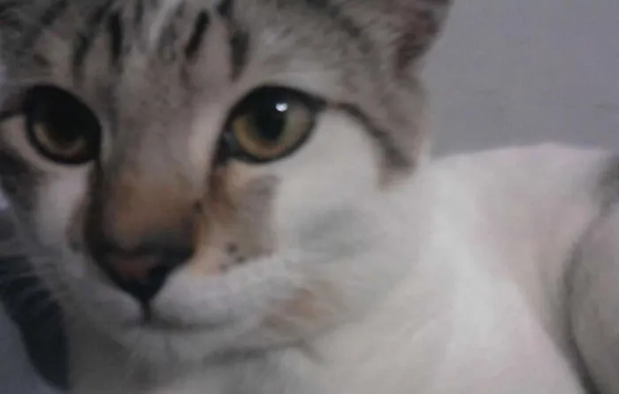 Gato ra a  idade 1 ano nome Bob