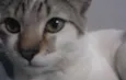 Bob