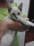 Loki e Lilica