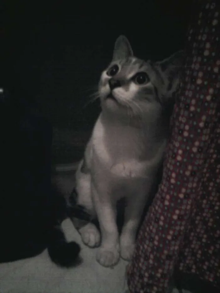 Gato ra a  idade 1 ano nome Bob