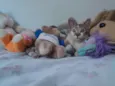 Bob
