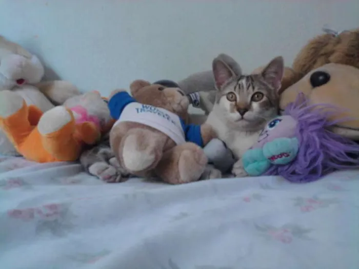 Gato ra a  idade 1 ano nome Bob