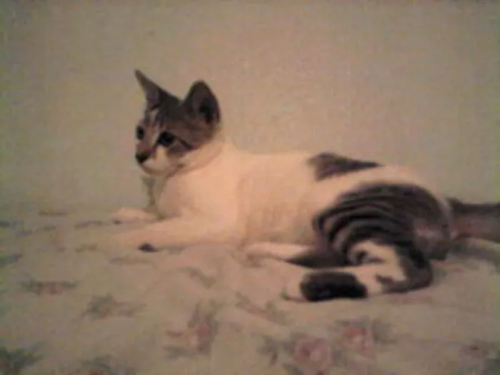 Gato ra a  idade 1 ano nome Bob