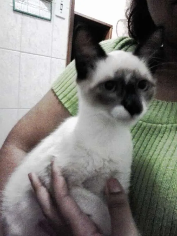 Gato ra a Ragdoll com Vira-Lata idade 2 a 6 meses nome Loki e Lilica