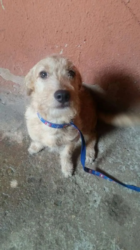 Cachorro raça  idade 7 a 11 meses nome ken