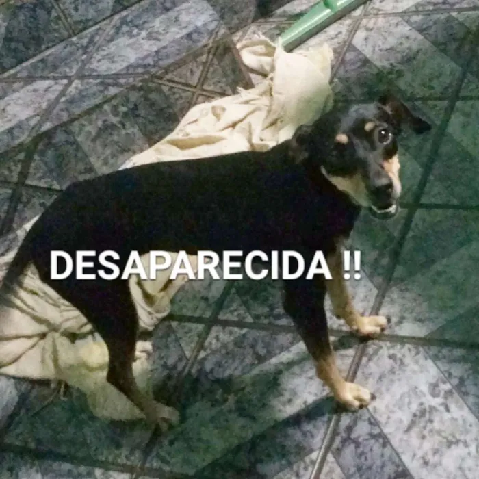 Cachorro ra a Vira lata idade 2 anos nome Hot