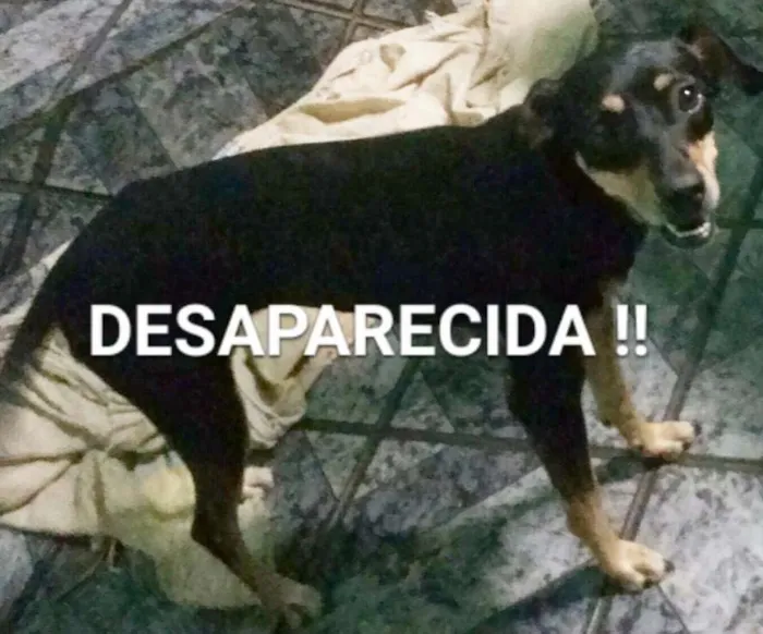 Cachorro ra a Vira lata idade 2 anos nome Hot