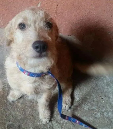 Cachorro raça  idade 7 a 11 meses nome ken
