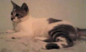 Gato raça  idade 1 ano nome Bob