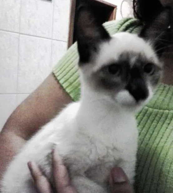 Gato ra a Ragdoll com Vira-Lata idade 2 a 6 meses nome Loki e Lilica