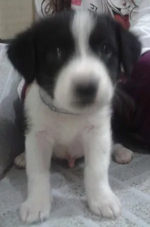 Cachorro raça Indefinida idade 2 a 6 meses nome Panda