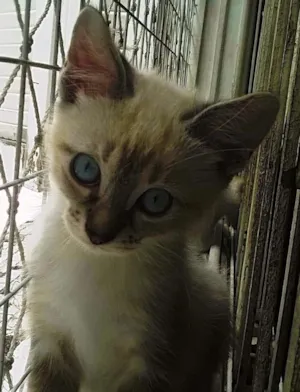 Gato raça srd idade 2 a 6 meses nome Frapuccino