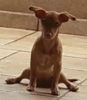 Cachorro raça SRD idade 2 a 6 meses nome Amarula  GRATIFICA