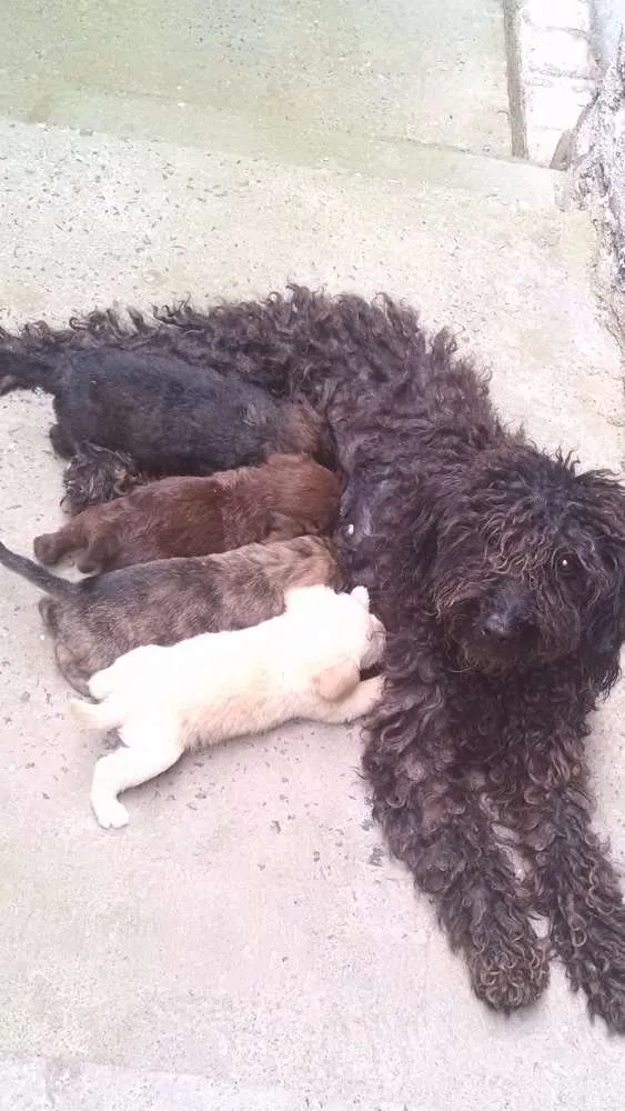 Cachorro raça vira lata idade Abaixo de 2 meses nome nao tem