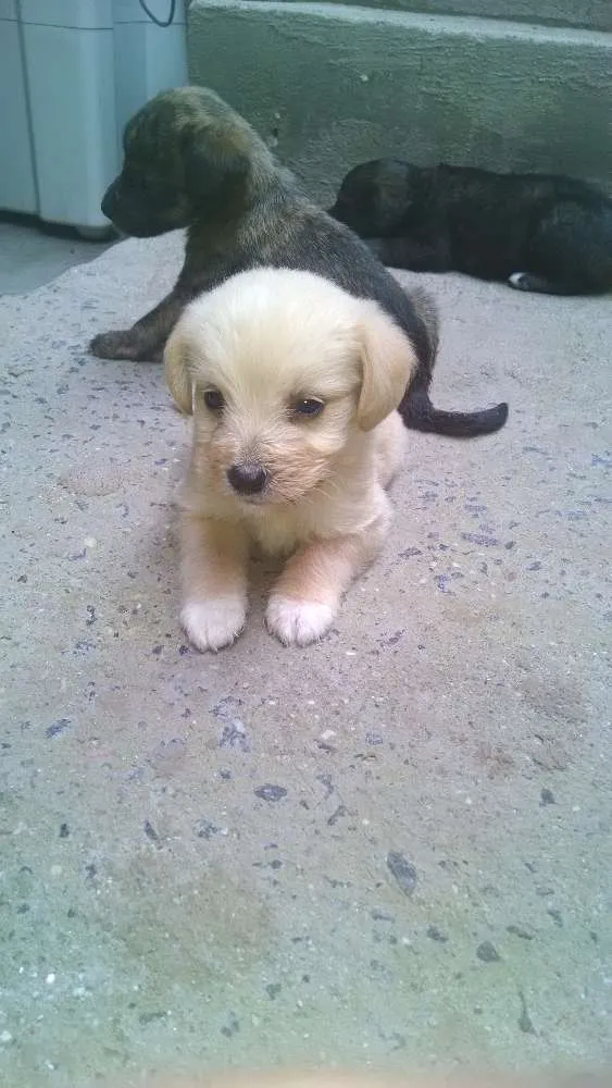 Cachorro raça vira lata idade Abaixo de 2 meses nome nao tem