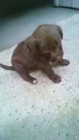 nao tem
