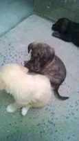 nao tem