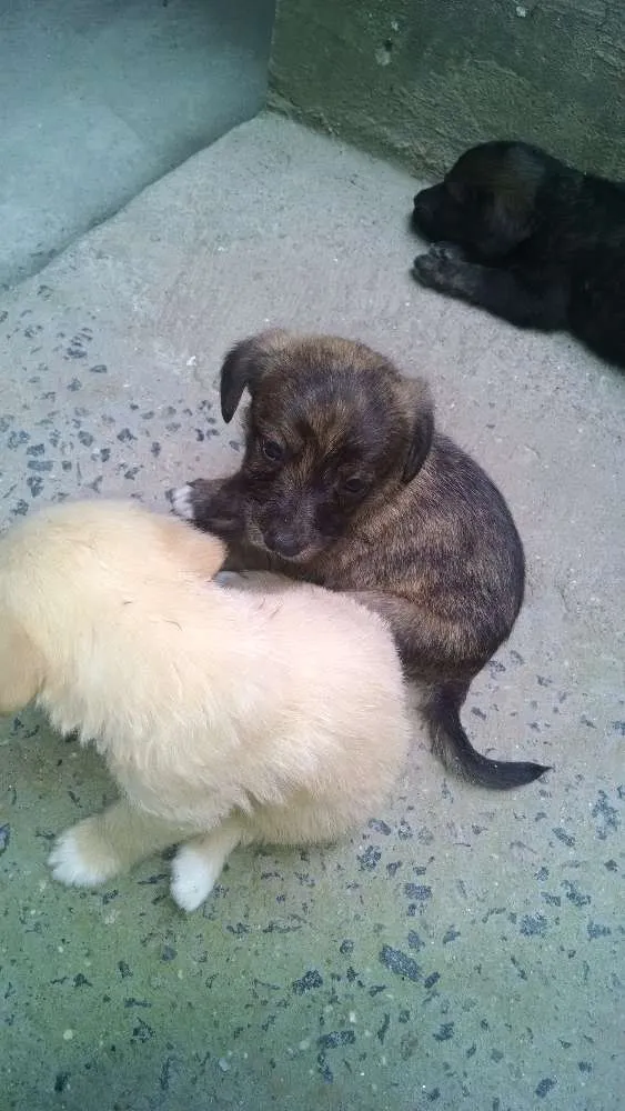 Cachorro raça vira lata idade Abaixo de 2 meses nome nao tem