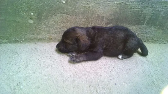 Cachorro raça vira lata idade Abaixo de 2 meses nome nao tem