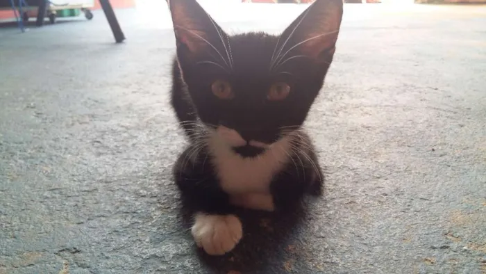 Gato ra a Vira-lata idade 2 a 6 meses nome Lili