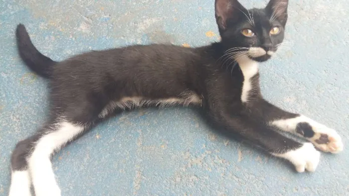 Gato ra a Vira-lata idade 2 a 6 meses nome Lili