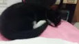 Lili