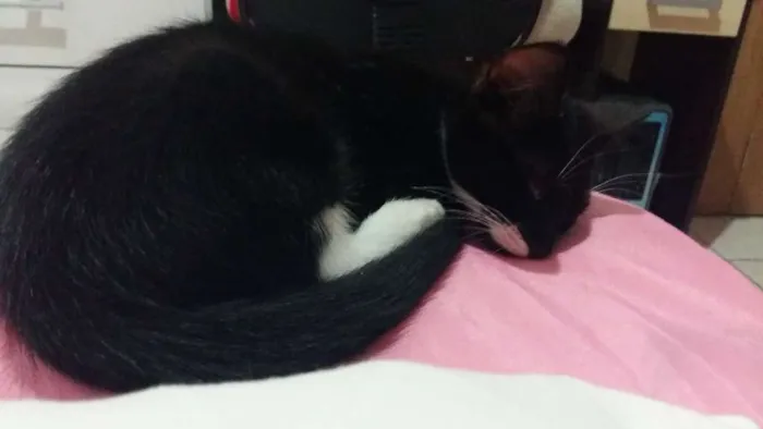 Gato ra a Vira-lata idade 2 a 6 meses nome Lili