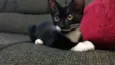 Lili