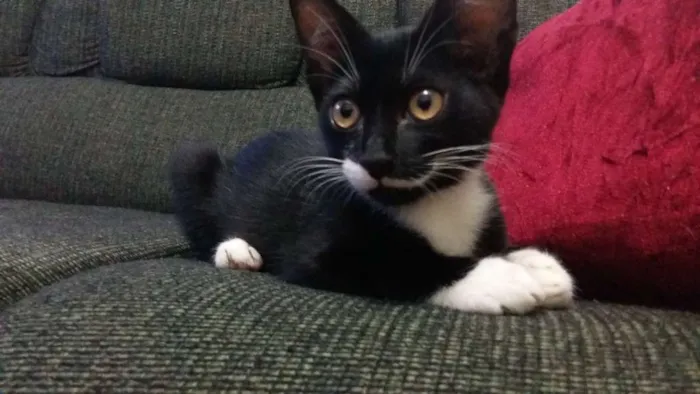 Gato ra a Vira-lata idade 2 a 6 meses nome Lili