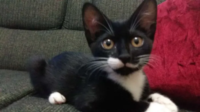 Gato ra a Vira-lata idade 2 a 6 meses nome Lili