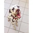 Spot