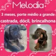 Melodia
