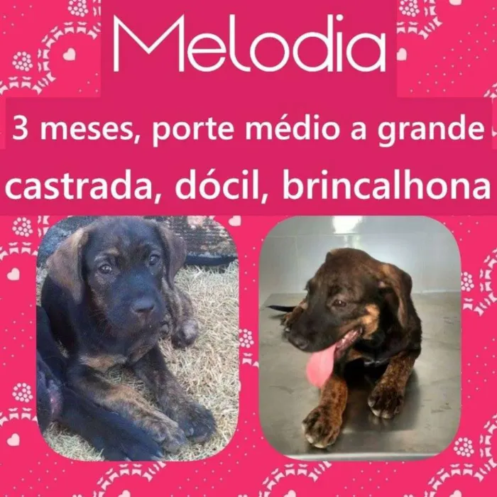 Cachorro ra a SRD idade 2 a 6 meses nome Melodia