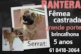 Pantera