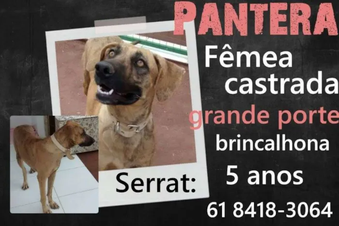 Cachorro ra a SRD idade 5 anos nome Pantera
