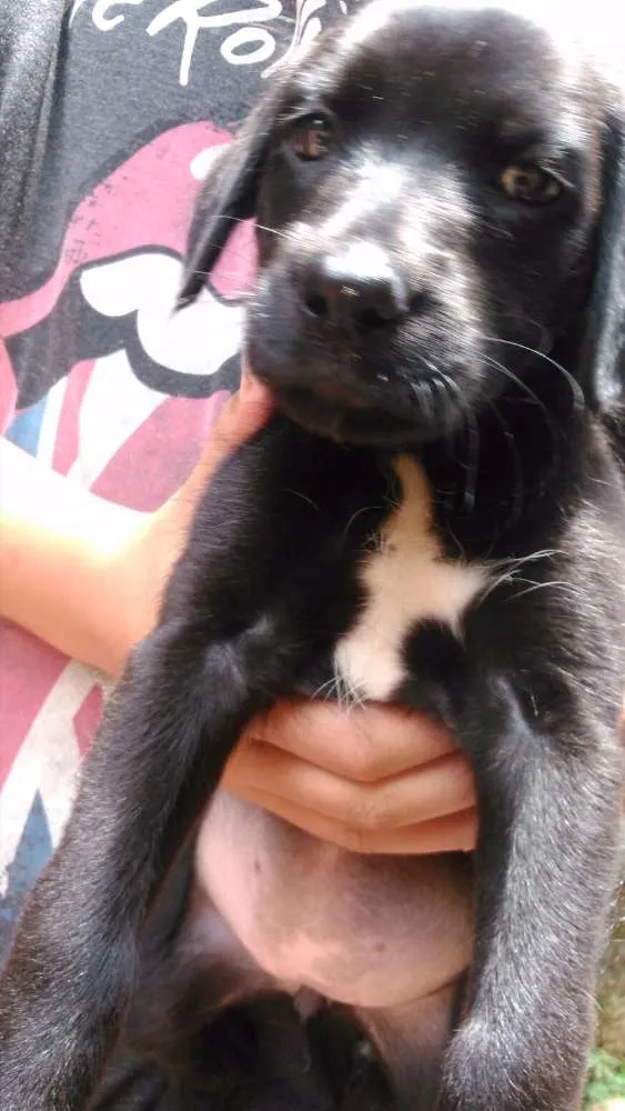 Cachorro ra a vira latinha idade Abaixo de 2 meses nome não possui
