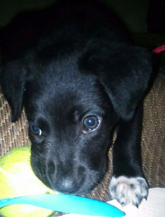 Cachorro ra a vira latinha idade Abaixo de 2 meses nome não possui