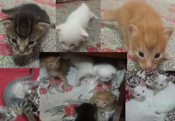 Gato ra a srd idade Abaixo de 2 meses nome filhotinhos 