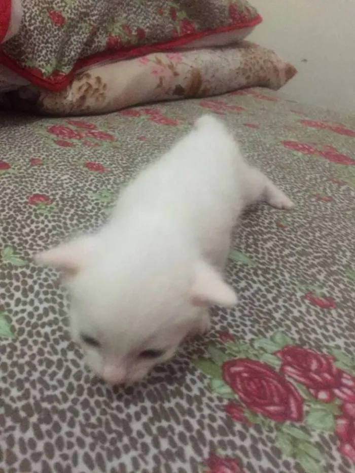 Gato ra a srd idade Abaixo de 2 meses nome filhotinhos 